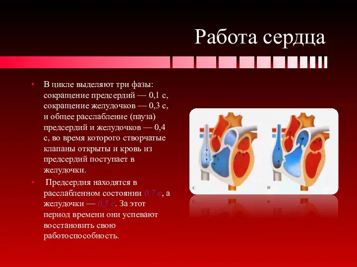 Работа сердца В цикле выделяют три фазы: сокращение предсердий —