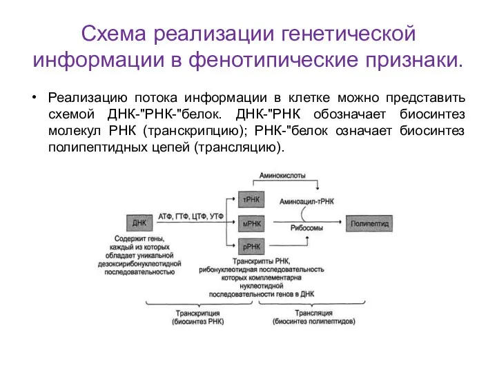 Схема реализации генетической информации в фенотипические признаки. Реализацию потока информации