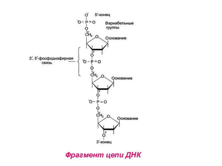 Фрагмент цепи ДНК