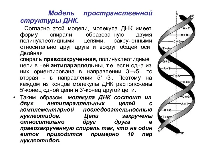 Модель пространственной структуры ДНК. Согласно этой модели, молекула ДНК имеет