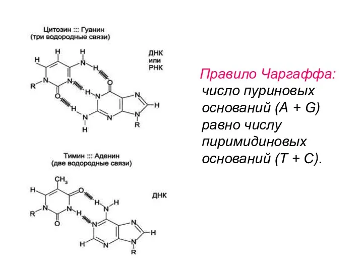 Правило Чаргаффа: число пуриновых оснований (А + G) равно числу пиримидиновых оснований (Т + С).