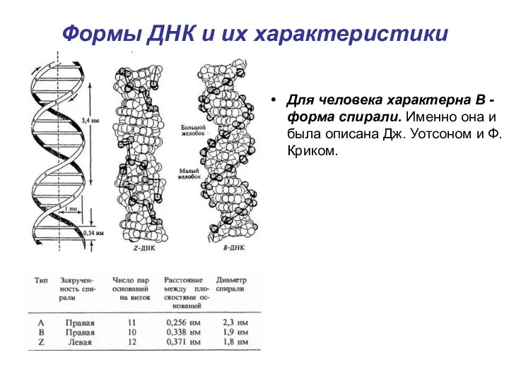 Формы ДНК и их характеристики Для человека характерна B -