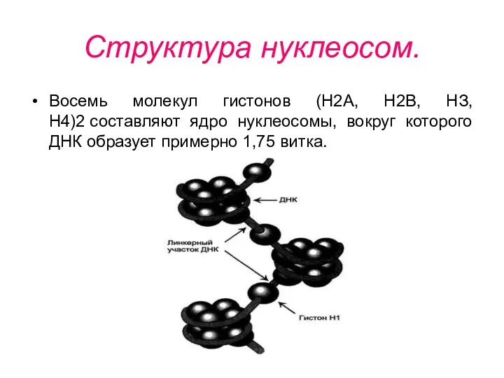 Структура нуклеосом. Восемь молекул гистонов (Н2А, Н2В, НЗ, Н4)2 составляют