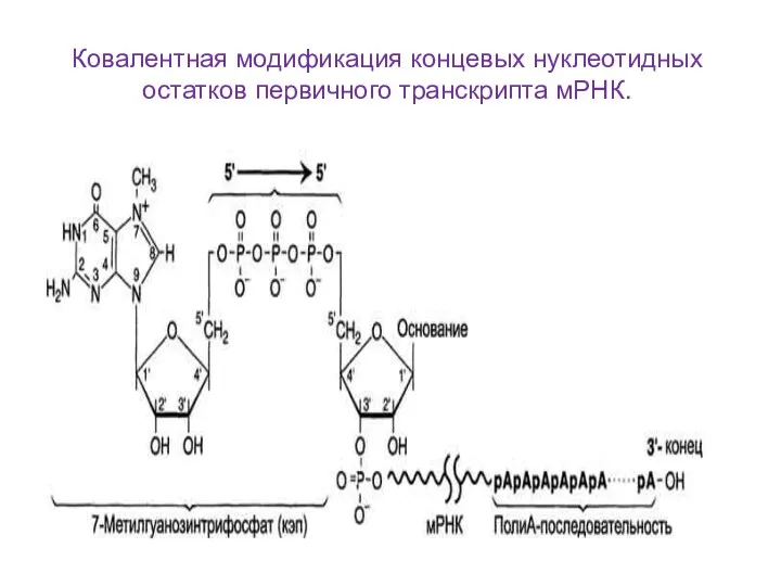 Ковалентная модификация концевых нуклеотидных остатков первичного транскрипта мРНК.