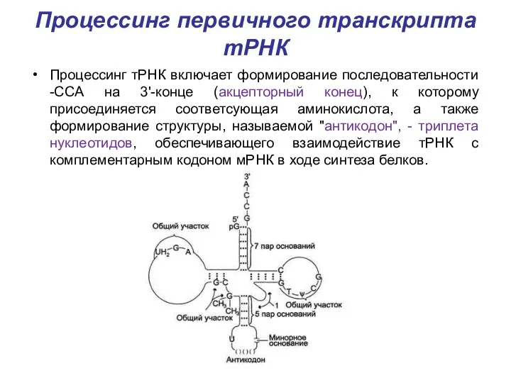 Процессинг первичного транскрипта тРНК Процессинг тРНК включает формирование последовательности -ССА