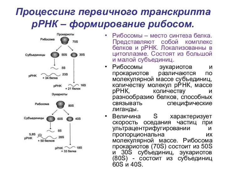 Процессинг первичного транскрипта рРНК – формирование рибосом. Рибосомы – место