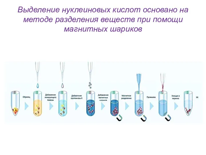 Выделение нуклеиновых кислот основано на методе разделения веществ при помощи магнитных шариков