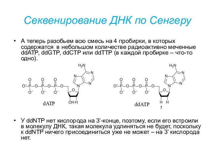 Секвенирование ДНК по Сенгеру А теперь разобьем всю смесь на