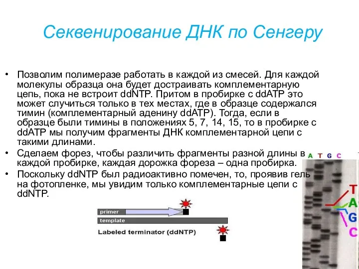 Секвенирование ДНК по Сенгеру Позволим полимеразе работать в каждой из