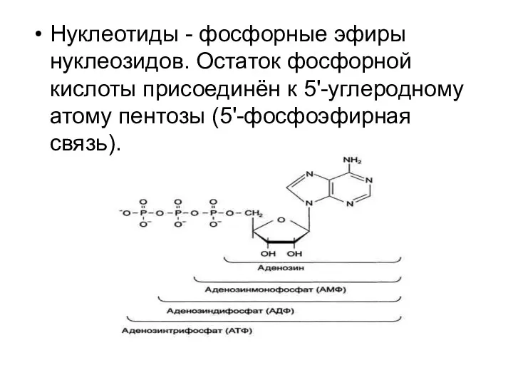 Нуклеотиды - фосфорные эфиры нуклеозидов. Остаток фосфорной кислоты присоединён к 5'-углеродному атому пентозы (5'-фосфоэфирная связь).