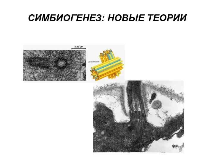 СИМБИОГЕНЕЗ: НОВЫЕ ТЕОРИИ