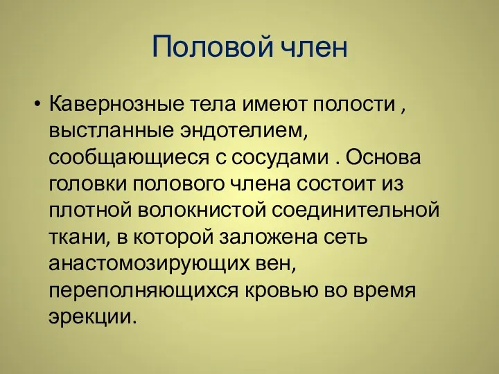 Половой член Кавернозные тела имеют полости , выстланные эндотелием, сообщающиеся