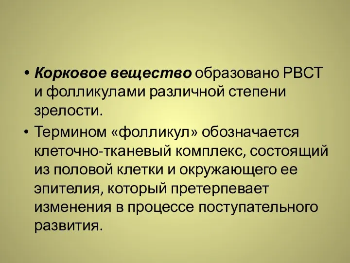 Корковое вещество образовано РВСТ и фолликулами различной степени зрелости. Термином