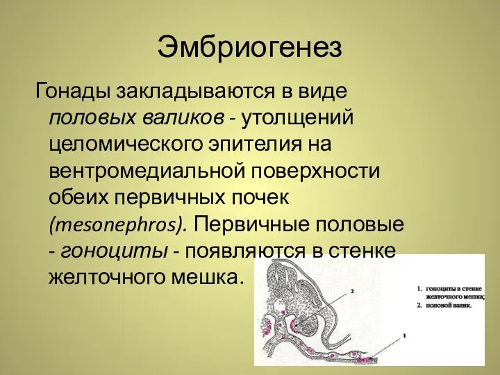 Эмбриогенез Гонады закладываются в виде половых валиков - утолщений целомического