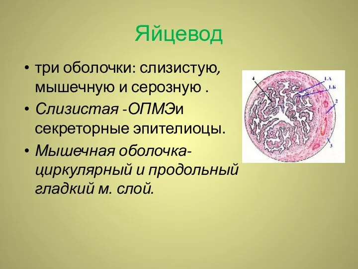 Яйцевод три оболочки: слизистую, мышечную и серозную . Слизистая -ОПМЭи