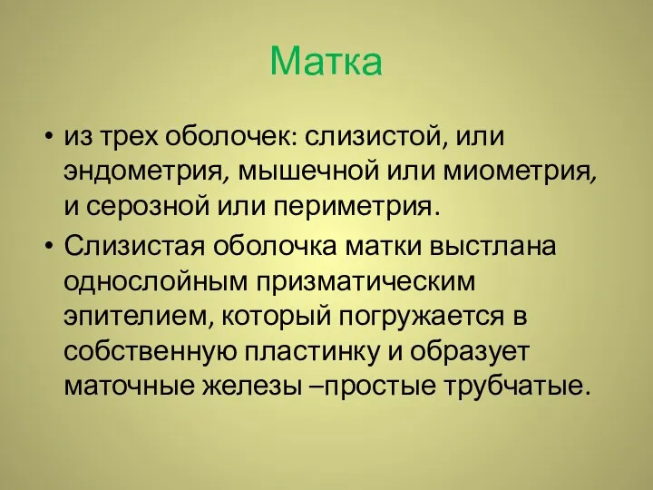 Матка из трех оболочек: слизистой, или эндометрия, мышечной или миометрия,