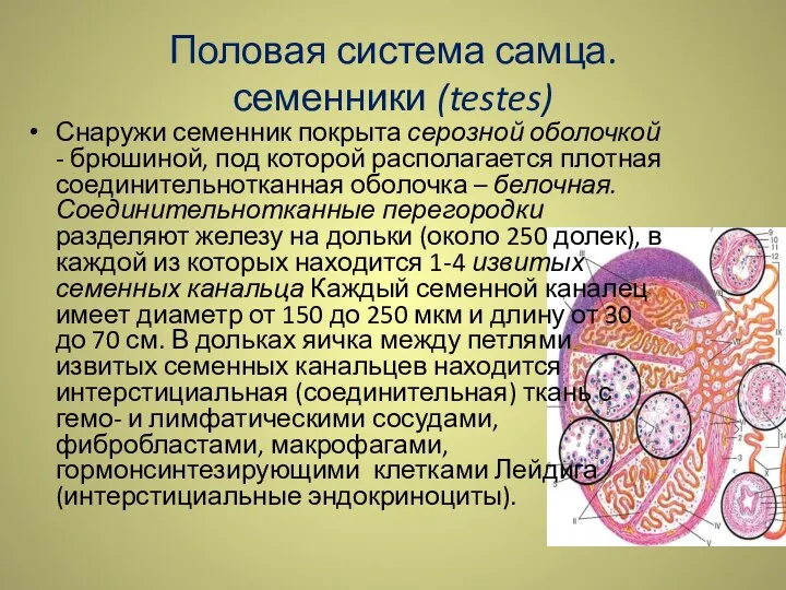 Половая система самца. семенники (testes) Снаружи семенник покрыта серозной оболочкой