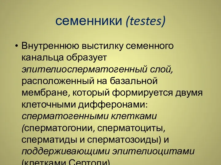 семенники (testes) Внутреннюю выстилку семенного канальца образует эпителиосперматогенный слой, расположенный