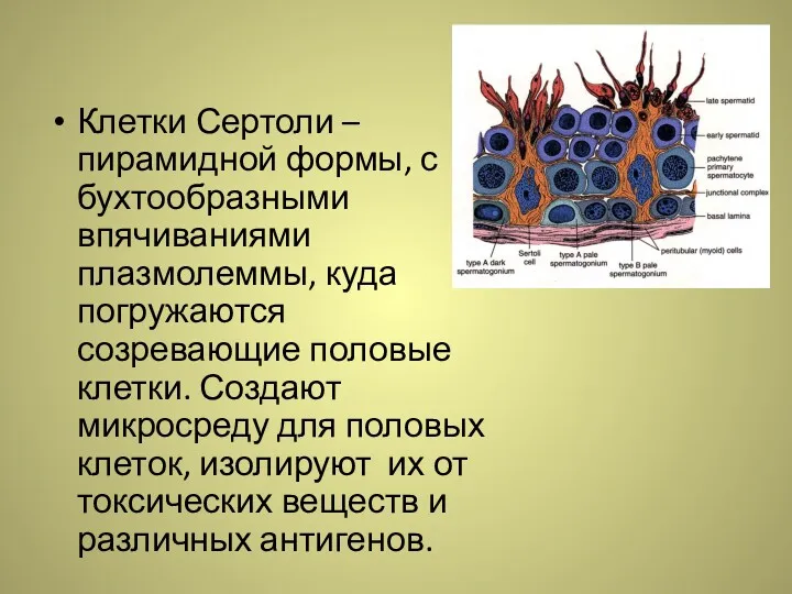 Клетки Сертоли – пирамидной формы, с бухтообразными впячиваниями плазмолеммы, куда