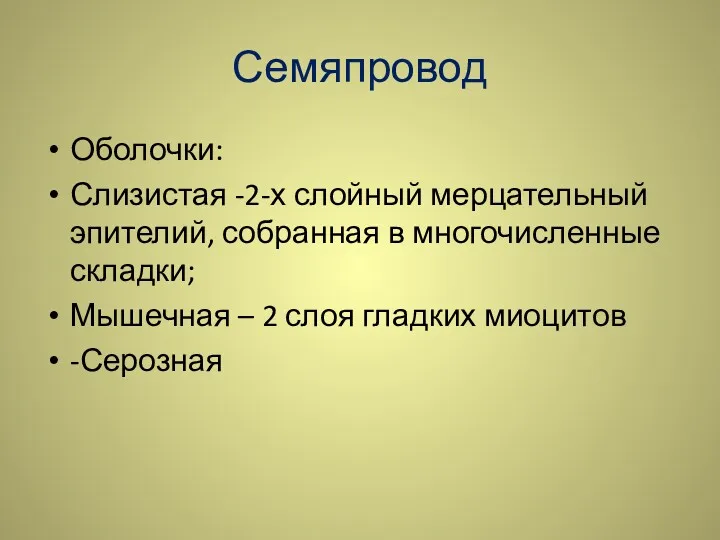 Семяпровод Оболочки: Слизистая -2-х слойный мерцательный эпителий, собранная в многочисленные