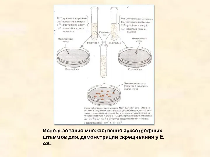 Использование множественно ауксотрофных штаммов для, демонстрации скрещивания у Е. coli.