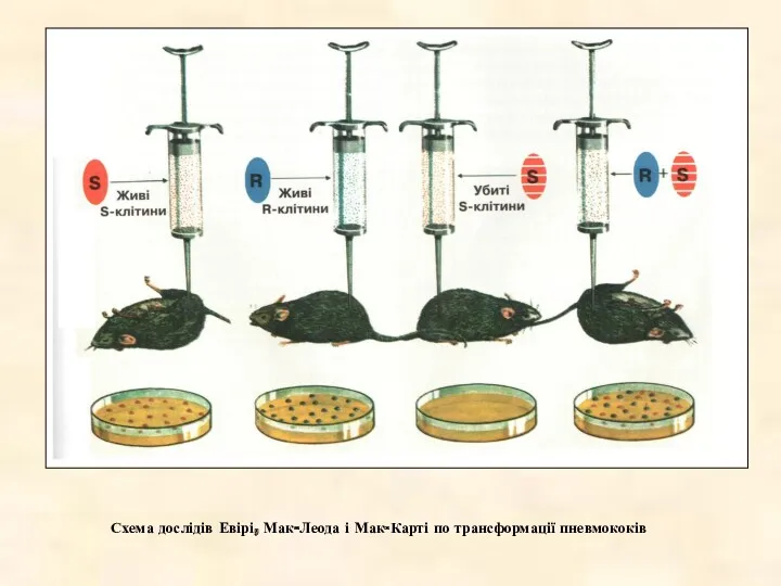 Схема дослідів Евірі, Мак-Леода і Мак-Карті по трансформації пневмококів
