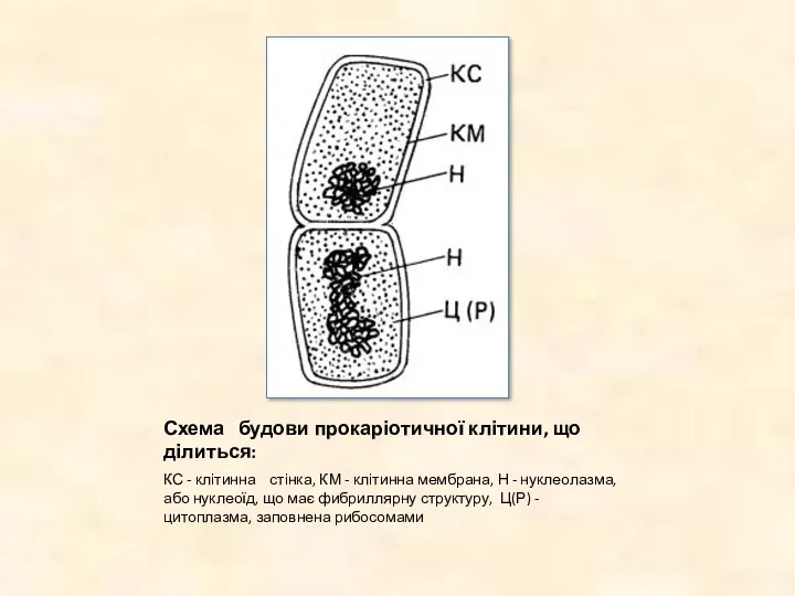 Схема будови прокаріотичної клітини, що ділиться: КС - клітинна стінка, КМ - клітинна