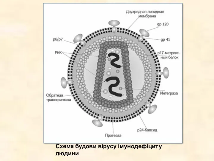 Схема будови вірусу імунодефіциту людини