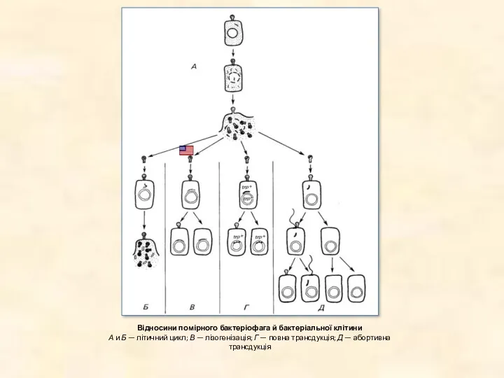 Відносини помірного бактеріофага й бактеріальної клітини А и Б — літичний цикл; В