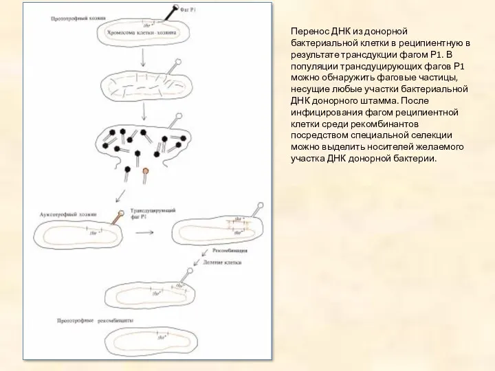 Перенос ДНК из донорной бактериальной клетки в реципиентную в результате
