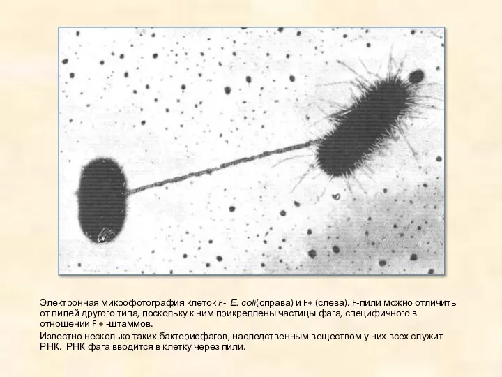 Электронная микрофотография клеток F- Е. соli(справа) и F+ (слева). F-пили можно отличить от