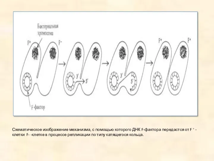Схематическое изображение механизма, с помощью которого ДНК F-фактора передастся от