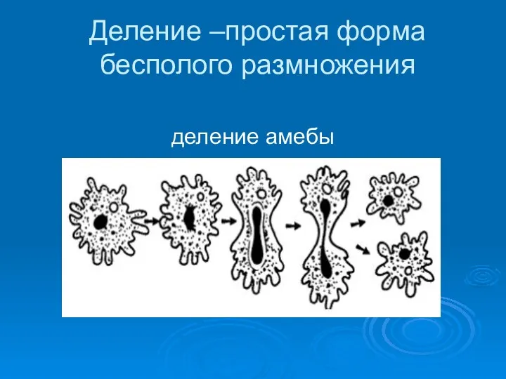 Деление –простая форма бесполого размножения деление амебы