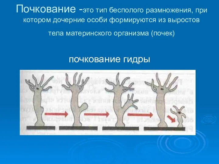 Почкование -это тип бесполого размножения, при котором дочерние особи формируются