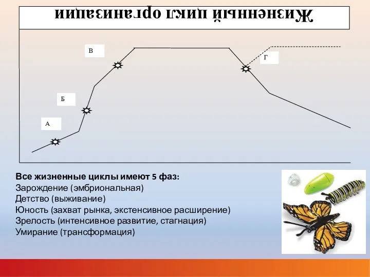 Все жизненные циклы имеют 5 фаз: Зарождение (эмбриональная) Детство (выживание)