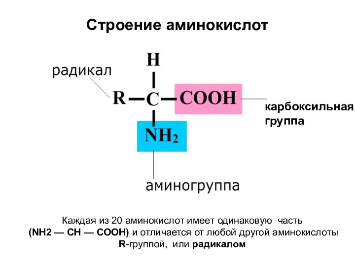 Строение аминокислот карбоксильная группа Каждая из 20 аминокислот имеет одинаковую