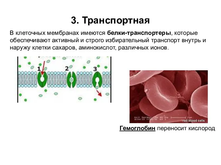 3. Транспортная В клеточных мембранах имеются белки-транспортеры, которые обеспечивают активный
