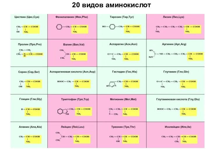 20 видов аминокислот