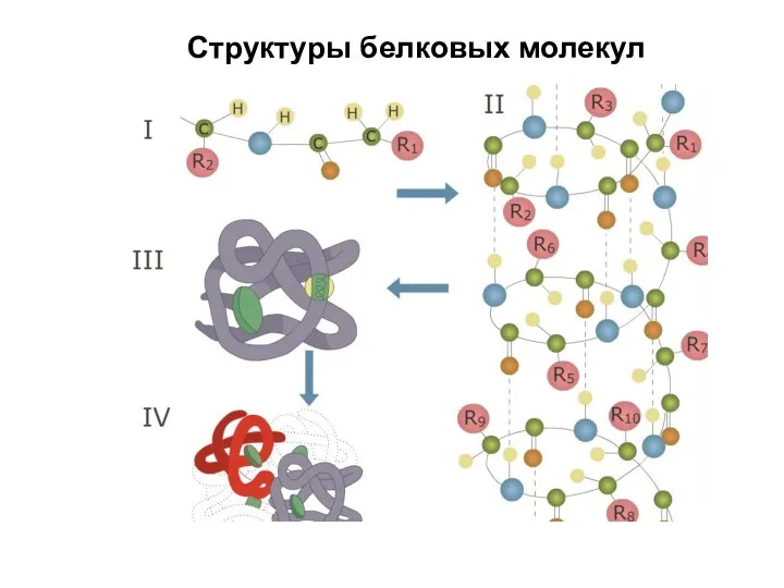 Структуры белковых молекул