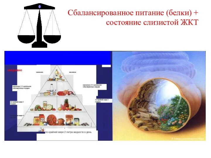 Сбалансированное питание (белки) + состояние слизистой ЖКТ