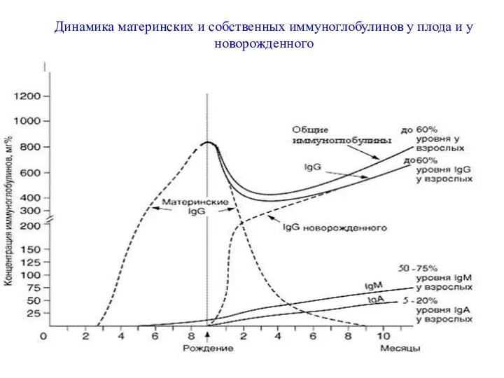 Рис Динамика материнских и собственных иммуноглобулинов у плода и у новорожденного