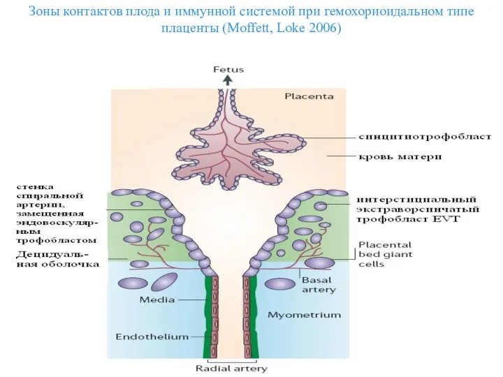 Зоны контактов плода и иммунной системой при гемохориоидальном типе плаценты (Moffett, Loke 2006)