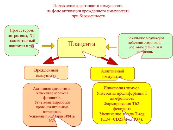 Подавление адаптивного иммунитета на фоне активации врожденного иммунитета при беременности