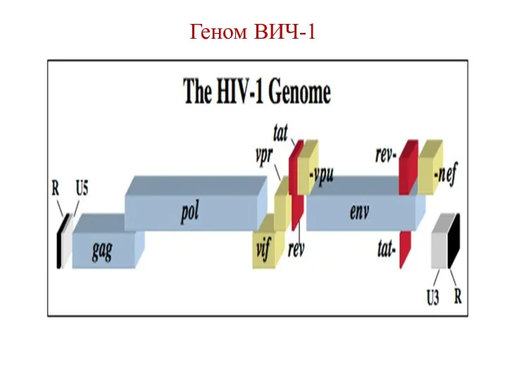Геном ВИЧ-1