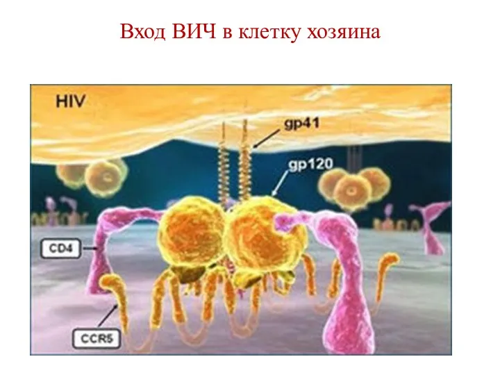 Вход ВИЧ в клетку хозяина