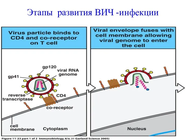 Этапы развития ВИЧ -инфекции