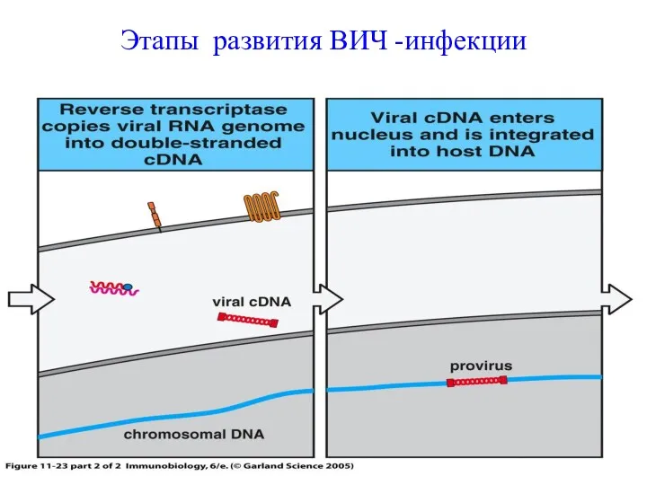 Этапы развития ВИЧ -инфекции