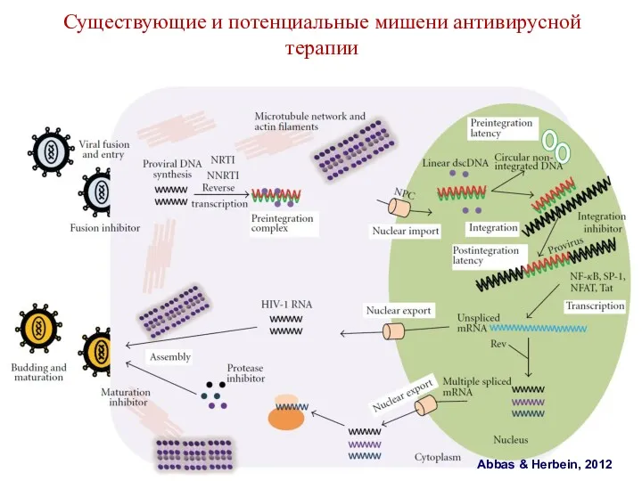 Существующие и потенциальные мишени антивирусной терапии Abbas & Herbein, 2012