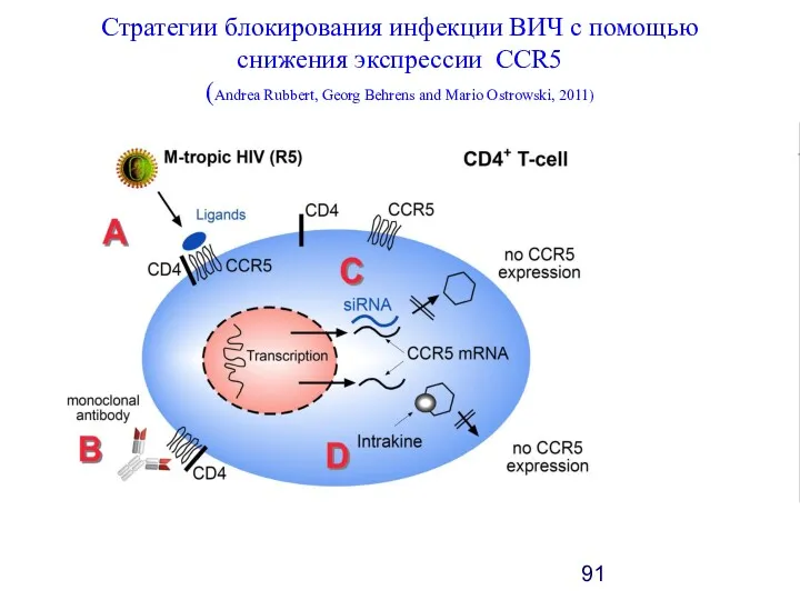 Стратегии блокирования инфекции ВИЧ с помощью снижения экспрессии CCR5 (Andrea