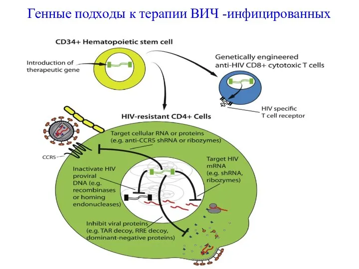 Генные подходы к терапии ВИЧ -инфицированных